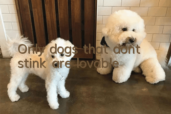 Only dogs that don’t stink are lovable!