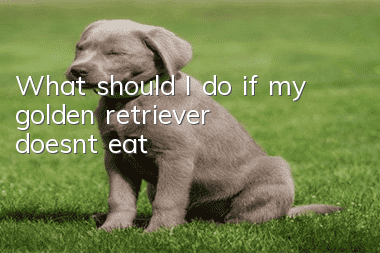 What should I do if my golden retriever doesn’t eat?