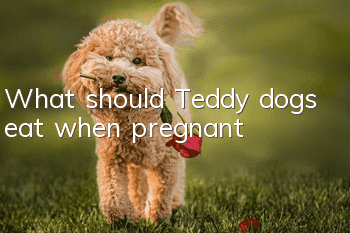 What should Teddy dogs eat when pregnant?