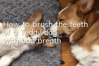 How to brush the teeth of a Teddy dog with bad breath
