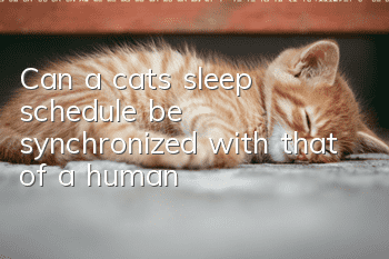 Can a cat’s sleep schedule be synchronized with that of a human?