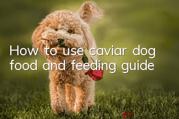 How to use caviar dog food and feeding guide