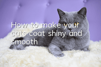 How to make your cat’s coat shiny and smooth