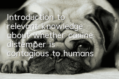Introduction to relevant knowledge about whether canine distemper is contagious to humans