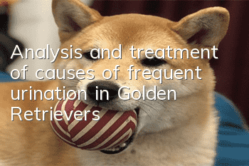 Analysis and treatment of causes of frequent urination in Golden Retrievers