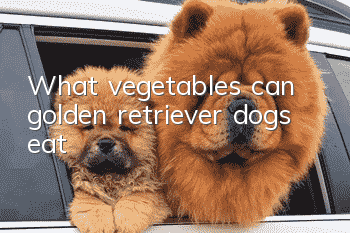 What vegetables can golden retriever dogs eat?