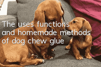 The uses, functions and homemade methods of dog chew glue