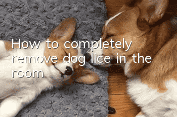 How to completely remove dog lice in the room