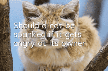 Should a cat be spanked if it gets angry at its owner?