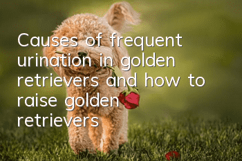 Causes of frequent urination in golden retrievers and how to raise golden retrievers
