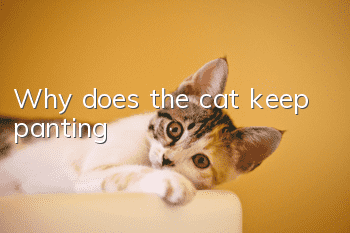 Why does the cat keep panting?