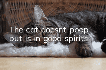 The cat doesn’t poop but is in good spirits