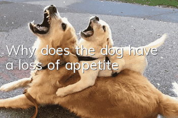 Why does the dog have a loss of appetite?