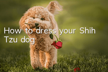 How to dress your Shih Tzu dog