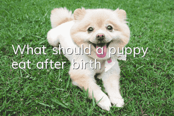 What should a puppy eat after birth?