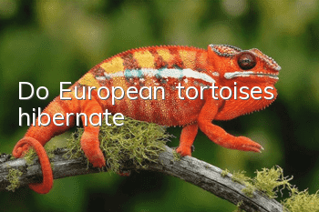 Do European tortoises hibernate?
