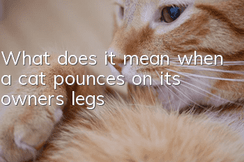 What does it mean when a cat pounces on its owner's legs?