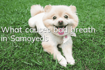 What causes bad breath in Samoyeds?