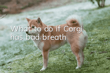 What to do if Corgi has bad breath