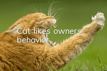 Cat likes owner's behavior