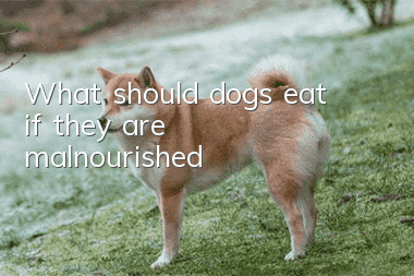 What should dogs eat if they are malnourished?