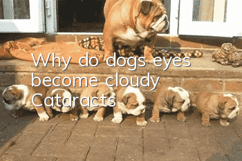 Why do dogs’ eyes become cloudy | Cataracts