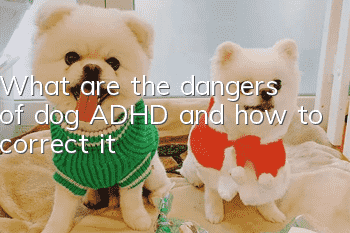 What are the dangers of dog ADHD and how to correct it?