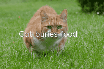 Cat buries food