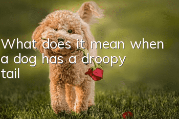 What does it mean when a dog has a droopy tail?