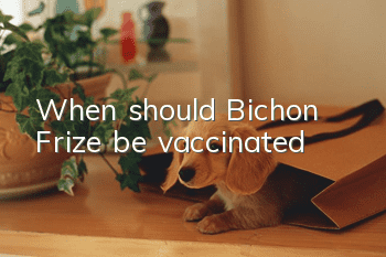 When should Bichon Frize be vaccinated?