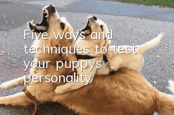 Five ways and techniques to test your puppy’s personality