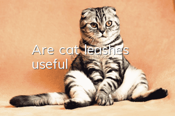 Are cat leashes useful?