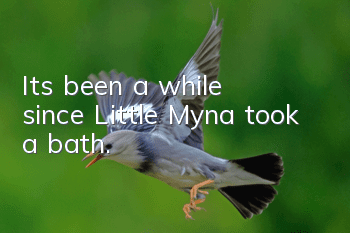 It's been a while since Little Myna took a bath.