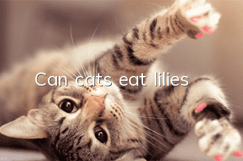 Can cats eat lilies?