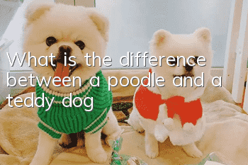 What is the difference between a poodle and a teddy dog?