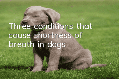 Three conditions that cause shortness of breath in dogs
