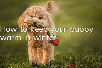 How to keep your puppy warm in winter