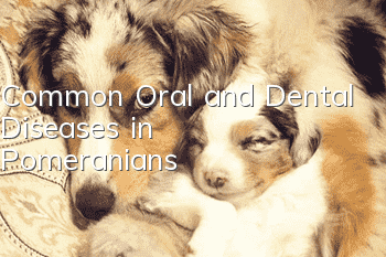 Common Oral and Dental Diseases in Pomeranians