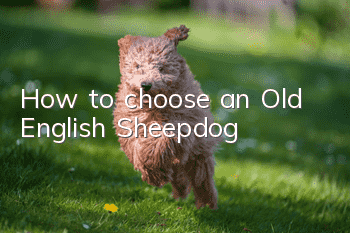 How to choose an Old English Sheepdog
