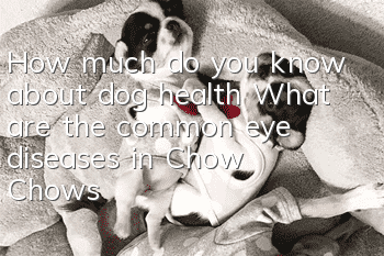 How much do you know about dog health? What are the common eye diseases in Chow Chows?