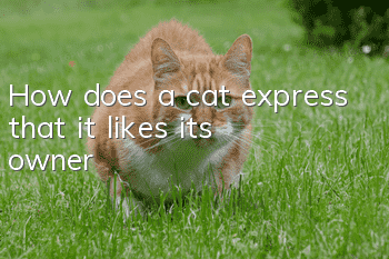 How does a cat express that it likes its owner?