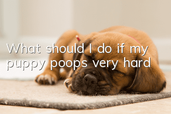 What should I do if my puppy poops very hard?