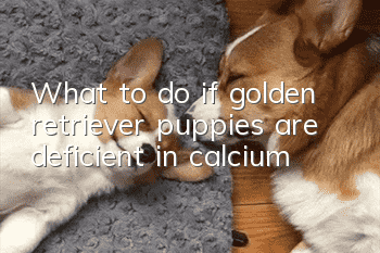 What to do if golden retriever puppies are deficient in calcium