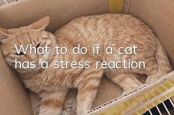 What to do if a cat has a stress reaction