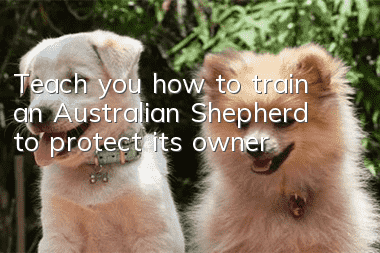 Teach you how to train an Australian Shepherd to protect its owner