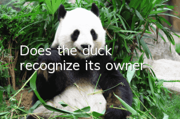 Does the duck recognize its owner?