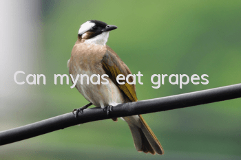 Can mynas eat grapes?
