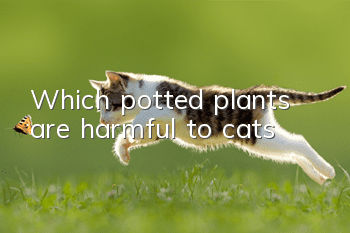 Which potted plants are harmful to cats