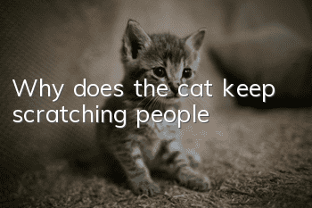 Why does the cat keep scratching people?