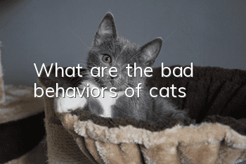 What are the bad behaviors of cats?